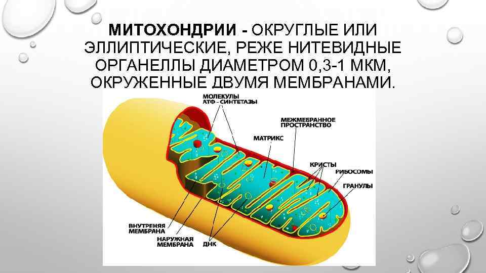 МИТОХОНДРИИ ОКРУГЛЫЕ ИЛИ ЭЛЛИПТИЧЕСКИЕ, РЕЖЕ НИТЕВИДНЫЕ ОРГАНЕЛЛЫ ДИАМЕТРОМ 0, 3 -1 МКМ, ОКРУЖЕННЫЕ ДВУМЯ