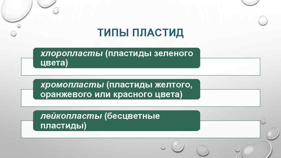 ТИПЫ ПЛАСТИД хлоропласты (пластиды зеленого цвета) хромопласты (пластиды желтого, оранжевого или красного цвета) лейкопласты