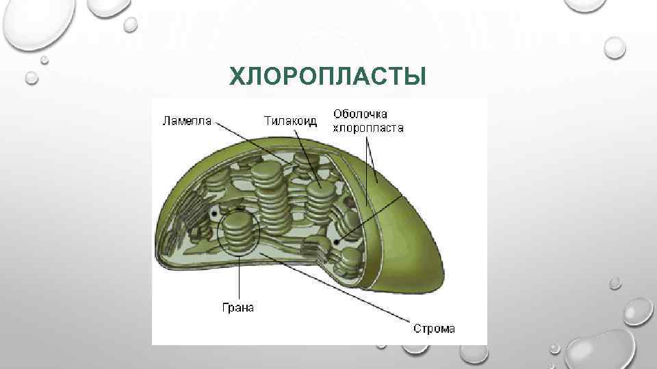 Выберите особенности строения хлоропласта