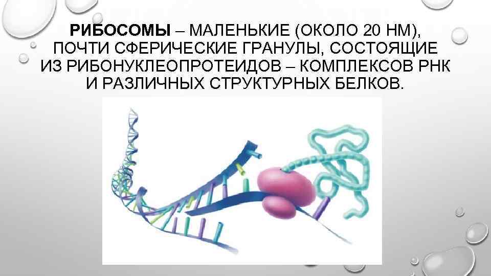 РИБОСОМЫ – МАЛЕНЬКИЕ (ОКОЛО 20 НМ), ПОЧТИ СФЕРИЧЕСКИЕ ГРАНУЛЫ, СОСТОЯЩИЕ ИЗ РИБОНУКЛЕОПРОТЕИДОВ – КОМПЛЕКСОВ