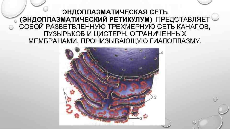 ЭНДОПЛАЗМАТИЧЕСКАЯ СЕТЬ (ЭНДОПЛАЗМАТИЧЕСКИЙ РЕТИКУЛУМ) ПРЕДСТАВЛЯЕТ СОБОЙ РАЗВЕТВЛЕННУЮ ТРЕХМЕРНУЮ СЕТЬ КАНАЛОВ, ПУЗЫРЬКОВ И ЦИСТЕРН, ОГРАНИЧЕННЫХ