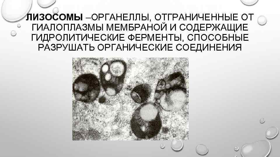 ЛИЗОСОМЫ –ОРГАНЕЛЛЫ, ОТГРАНИЧЕННЫЕ ОТ ГИАЛОПЛАЗМЫ МЕМБРАНОЙ И СОДЕРЖАЩИЕ ГИДРОЛИТИЧЕСКИЕ ФЕРМЕНТЫ, СПОСОБНЫЕ РАЗРУШАТЬ ОРГАНИЧЕСКИЕ СОЕДИНЕНИЯ