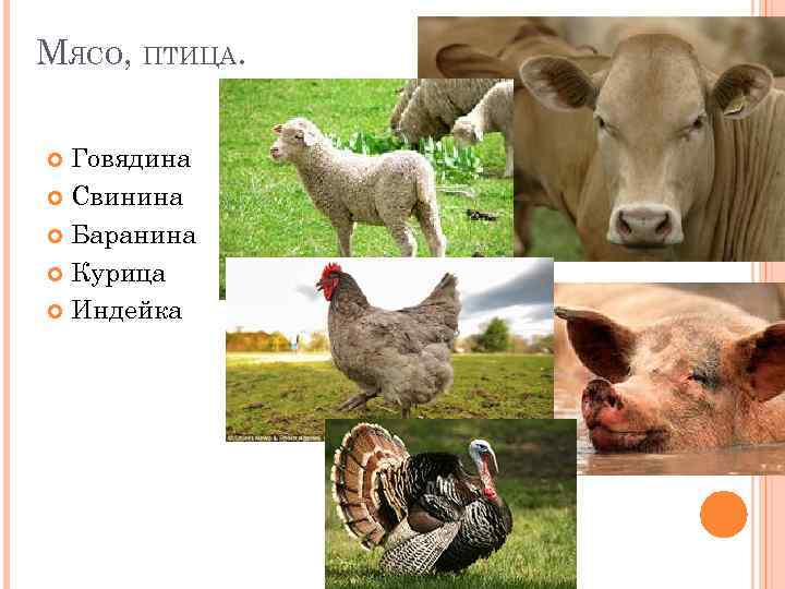 МЯСО, ПТИЦА. Говядина Свинина Баранина Курица Индейка 