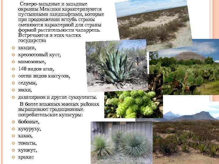  Северо-западные и западные окраины Мексики характеризуются пустынными ландшафтами, которые при продвижении вглубь страны