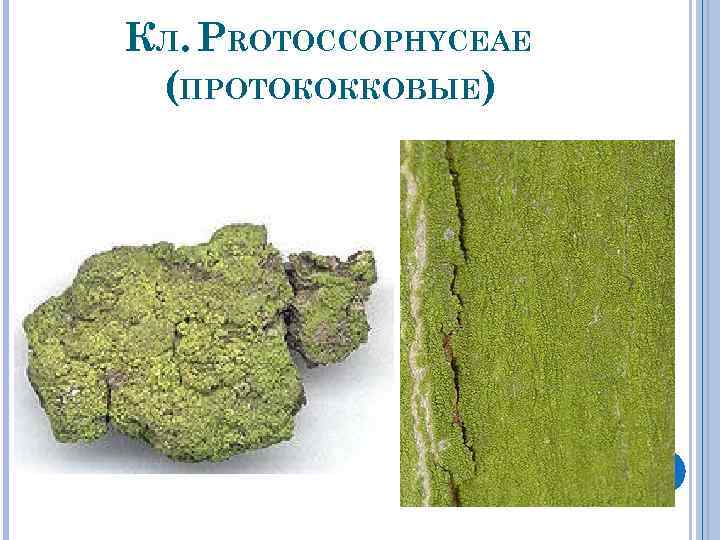 КЛ. PROTOCCOPHYCEAE (ПРОТОКОККОВЫЕ) 