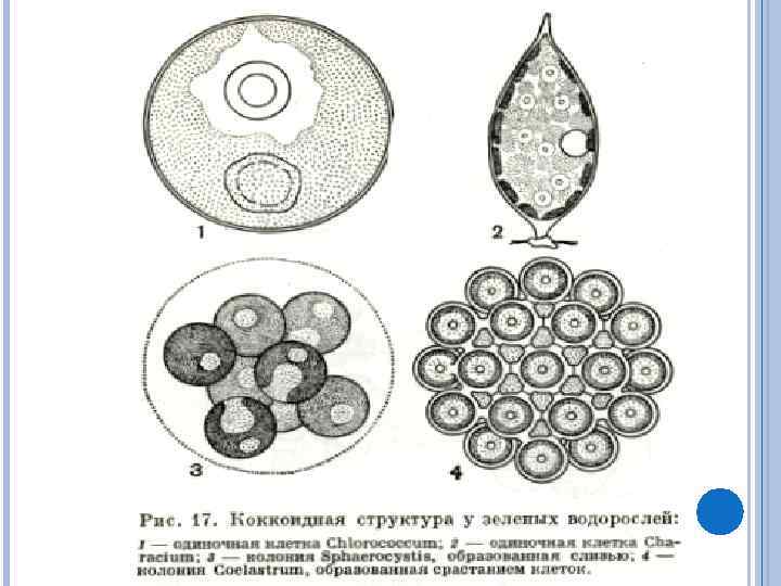 Отличия водорослей