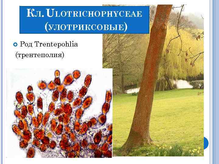 КЛ. ULOTRICHOPHYCEAE (УЛОТРИКСОВЫЕ) Род Trentepohlia (трентеполия) 