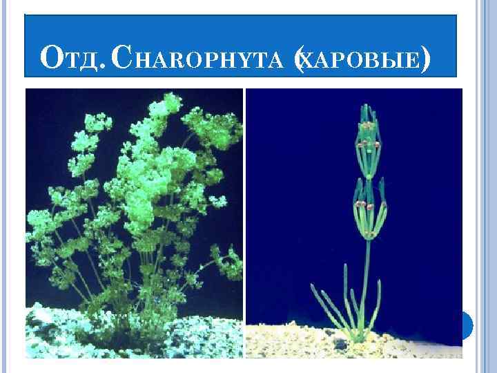 ОТД. CHAROPHYTA ( ХАРОВЫЕ) 