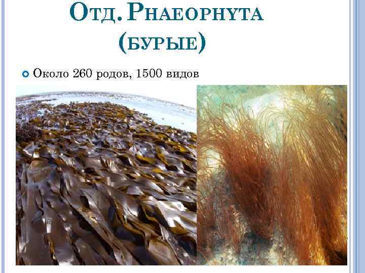 ОТД. PHAEOPHYTA (БУРЫЕ) Около 260 родов, 1500 видов 