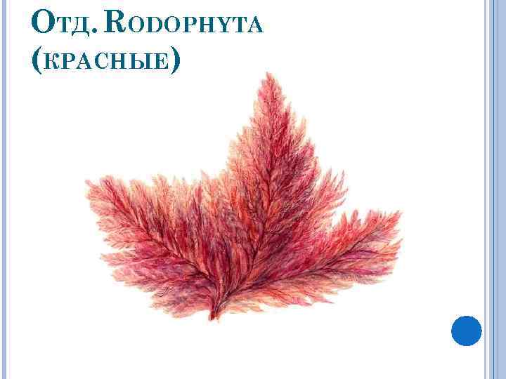 ОТД. RODOPHYTA (КРАСНЫЕ) 