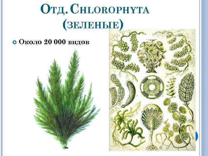 ОТД. CHLOROPHYTA (ЗЕЛЕНЫЕ) Около 20 000 видов 