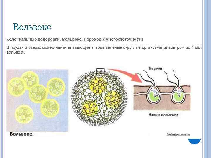 ВОЛЬВОКС 