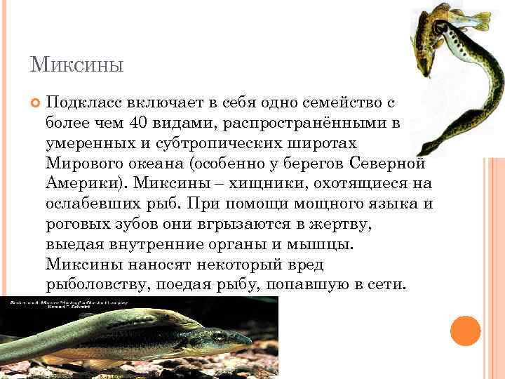 МИКСИНЫ Подкласс включает в себя одно семейство с более чем 40 видами, распространёнными в