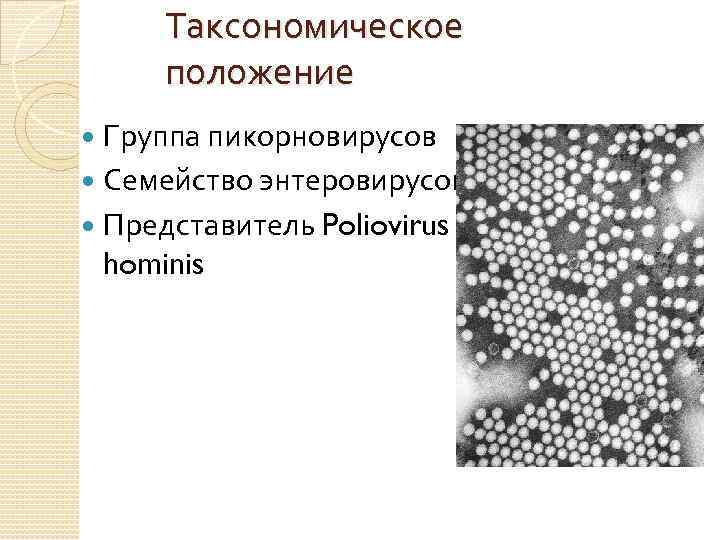 Таксономическое положение Группа пикорновирусов Семейство энтеровирусов Представитель Poliovirus hominis 