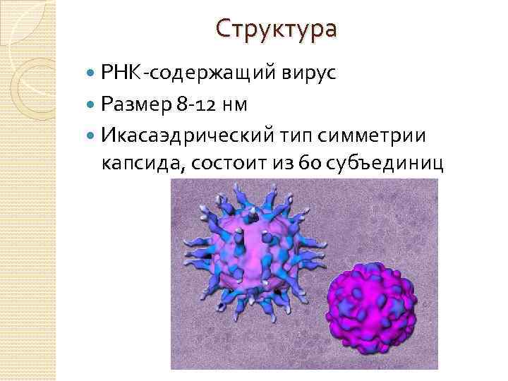 Структура РНК-содержащий вирус Размер 8 -12 нм Икасаэдрический тип симметрии капсида, состоит из 60