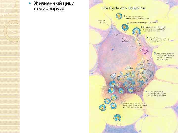  Жизненный цикл полиовируса 