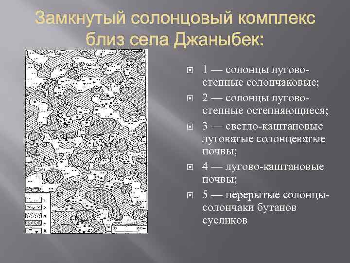 Замкнутый солонцовый комплекс близ села Джаныбек: 1 — солонцы лугово степные солончаковые; 2 —