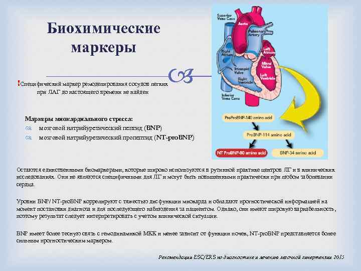 Биохимические маркеры !Специфический маркер ремоделирования сосудов легких при ЛАГ до настоящего времени не найден