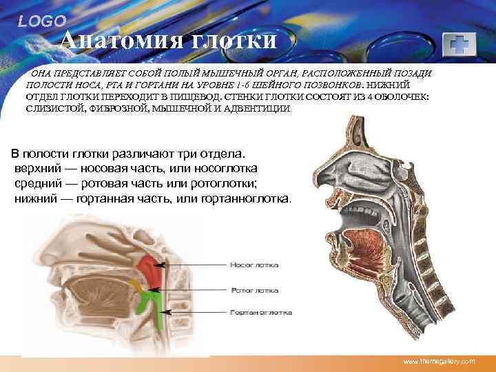 LOGO Анатомия глотки ОНА ПРЕДСТАВЛЯЕТ СОБОЙ ПОЛЫЙ МЫШЕЧНЫЙ ОРГАН, РАСПОЛОЖЕННЫЙ ПОЗАДИ ПОЛОСТИ НОСА, РТА