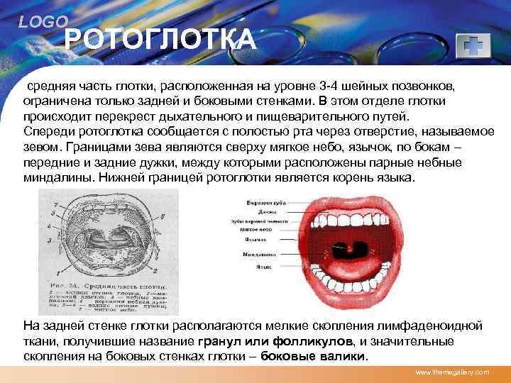 LOGO РОТОГЛОТКА средняя часть глотки, расположенная на уровне 3 -4 шейных позвонков, ограничена только