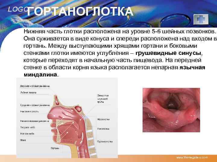ГОРТАНОГЛОТКА LOGO Нижняя часть глотки расположена на уровне 5 -6 шейных позвонков. Она суживается