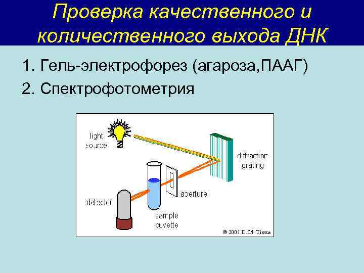 Проверка качественного и количественного выхода ДНК 1. Гель-электрофорез (агароза, ПААГ) 2. Спектрофотометрия 