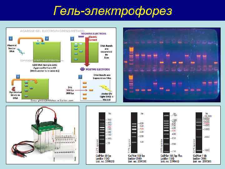 Гель-электрофорез 