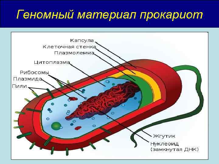 Геномный материал прокариот 