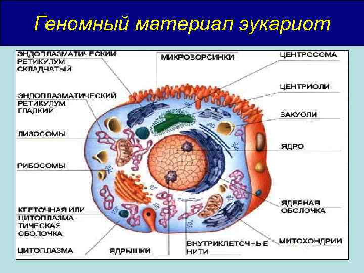 Геномный материал эукариот 