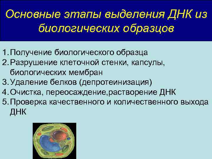 Основные этапы выделения ДНК из биологических образцов 1. Получение биологического образца 2. Разрушение клеточной