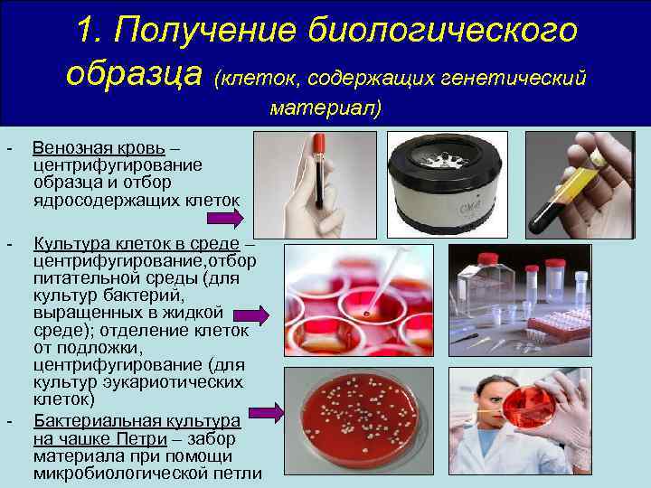 1. Получение биологического образца (клеток, содержащих генетический материал) - Венозная кровь – центрифугирование образца