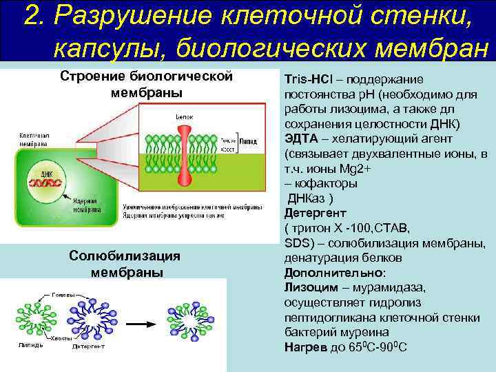 2. Разрушение клеточной стенки, капсулы, биологических мембран Строение биологической мембраны Солюбилизация мембраны Tris-HCl –