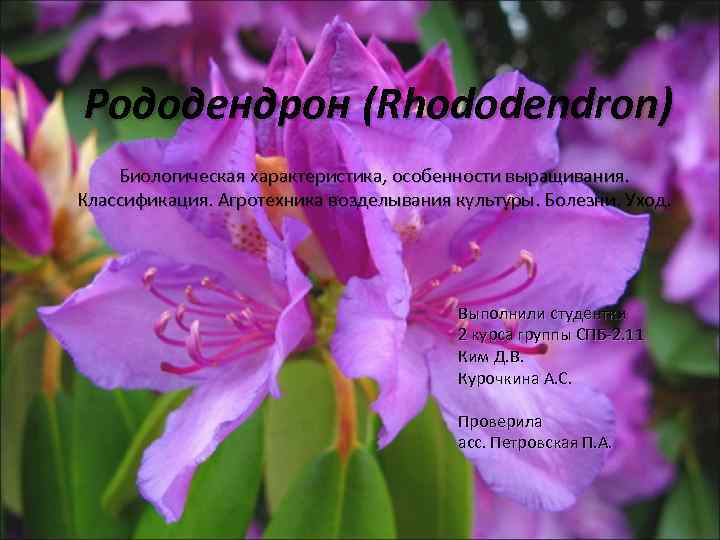 Рододендрон (Rhododеndron) Биологическая характеристика, особенности выращивания. Классификация. Агротехника возделывания культуры. Болезни. Уход. Выполнили студентки