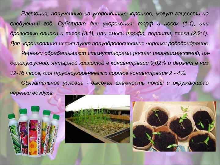 Растения, полученные из укорененных черенков, могут зацвести на следующий год. Субстрат для укоренения: торф