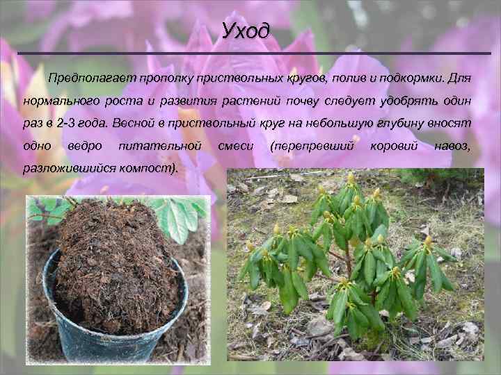 Уход Предполагает прополку приствольных кругов, полив и подкормки. Для нормального роста и развития растений