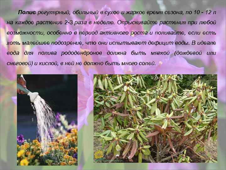 Полив регулярный, обильный в сухое и жаркое время сезона, по 10 - 12 л