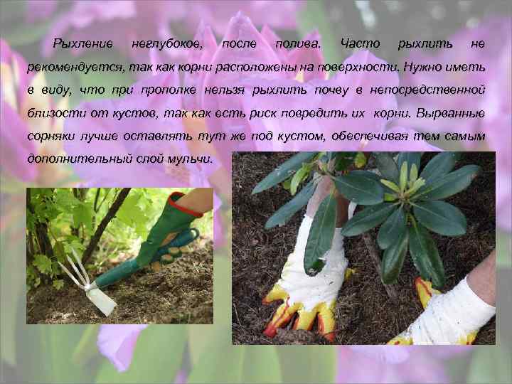 Рыхление неглубокое, после полива. Часто рыхлить не рекомендуется, так корни расположены на поверхности. Нужно