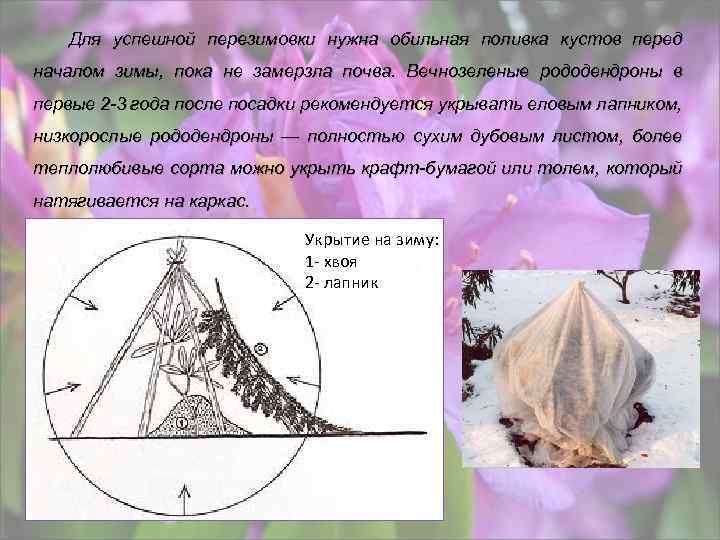 Для успешной перезимовки нужна обильная поливка кустов перед началом зимы, пока не замерзла почва.