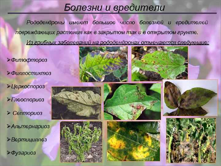 Болезни и вредители Рододендроны имеют большое число болезней и вредителей повреждающих растения как в