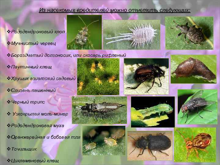 Из насекомых вредителей можно отметить следующих: v. Рододендроновый клоп v. Мучнистый червец v. Бороздчатый