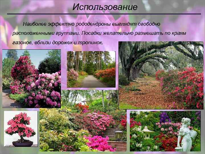 Использование Наиболее эффектно рододендроны выглядят свободно расположенными группами. Посадки желательно размешать по краям газонов,