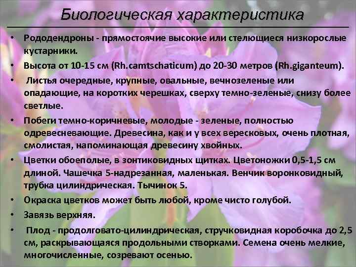 Биологическая характеристика • Рододендроны - прямостоячие высокие или стелющиеся низкорослые кустарники. • Высота от