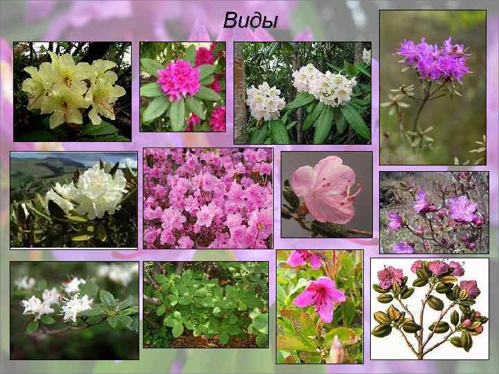 Виды 
