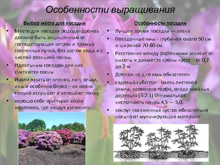 Особенности выращивания • • Выбор места для посадки Место для посадки рододендронов должно быть