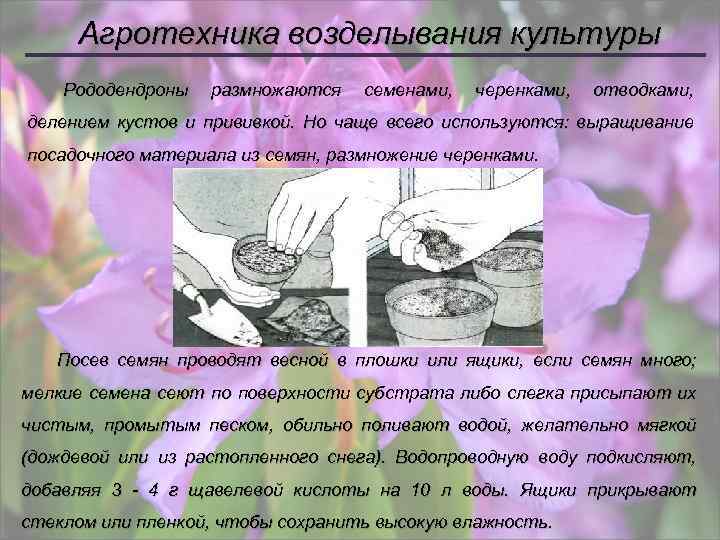 Агротехника возделывания культуры Рододендроны размножаются семенами, черенками, отводками, делением кустов и прививкой. Но чаще