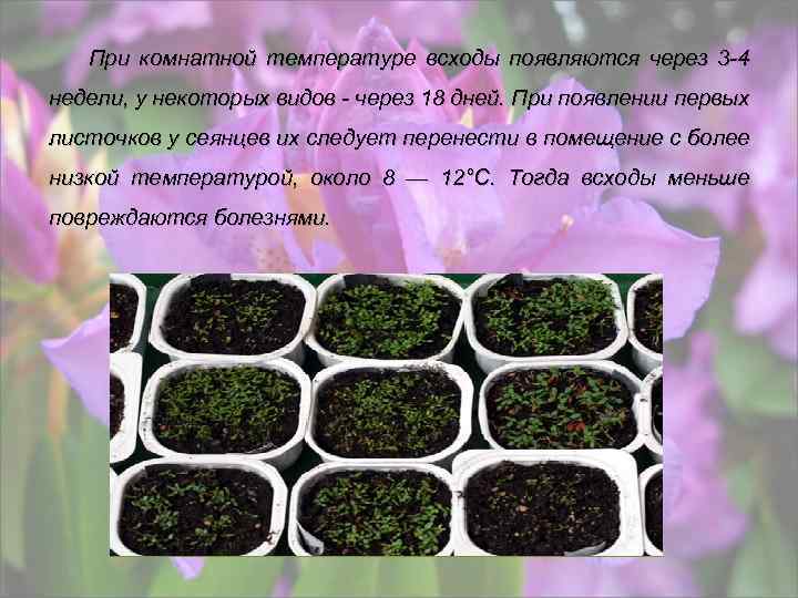 При комнатной температуре всходы появляются через 3 -4 недели, у некоторых видов - через