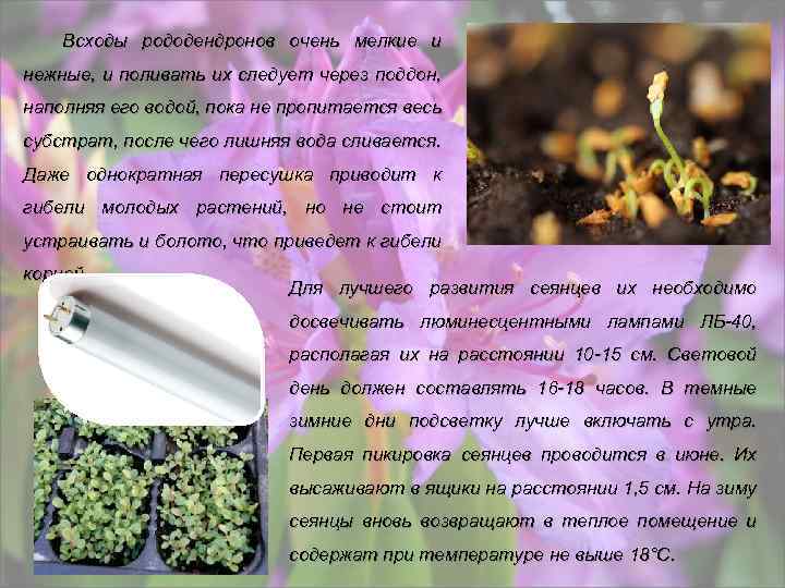 Всходы рододендронов очень мелкие и нежные, и поливать их следует через поддон, наполняя его