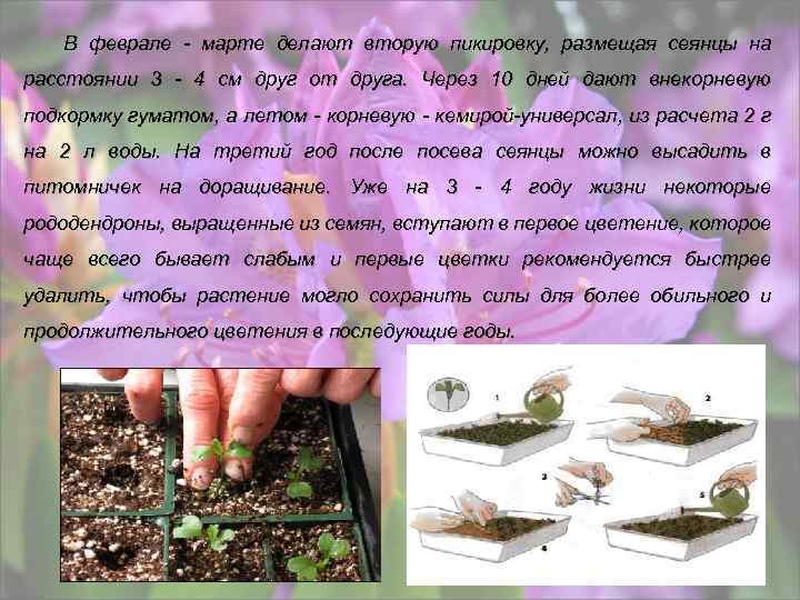 В феврале - марте делают вторую пикировку, размещая сеянцы на расстоянии 3 - 4