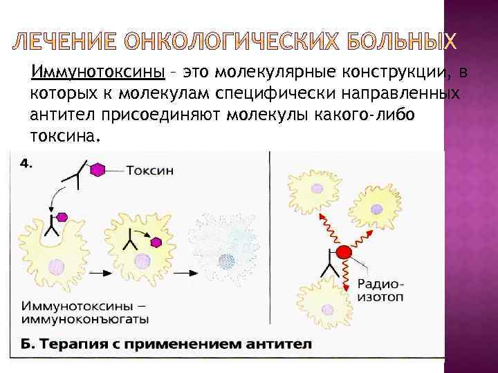 Иммунотоксины – это молекулярные конструкции, в которых к молекулам специфически направленных антител присоединяют молекулы
