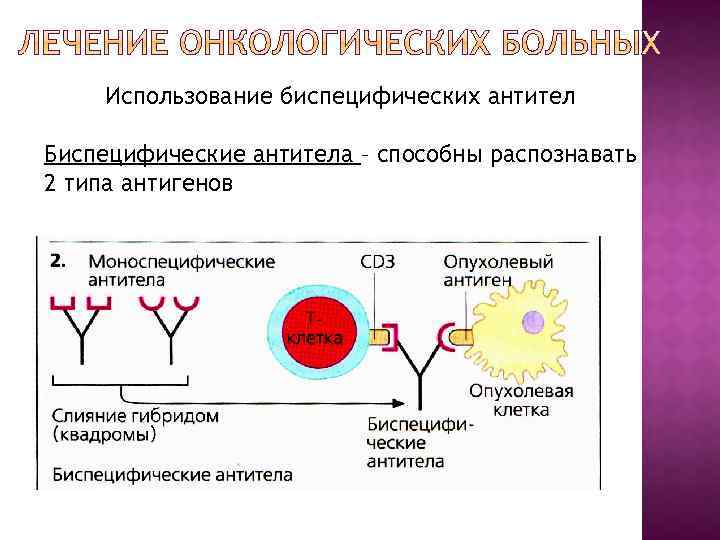 Использование биспецифических антител Биспецифические антитела – способны распознавать 2 типа антигенов 